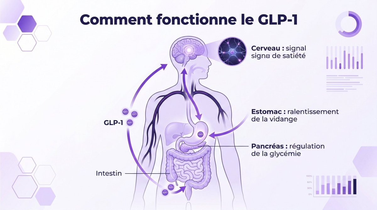 GLP-1: capire questo ormone, i trattamenti e i loro effetti sul tuo corpo - Mincidelice
