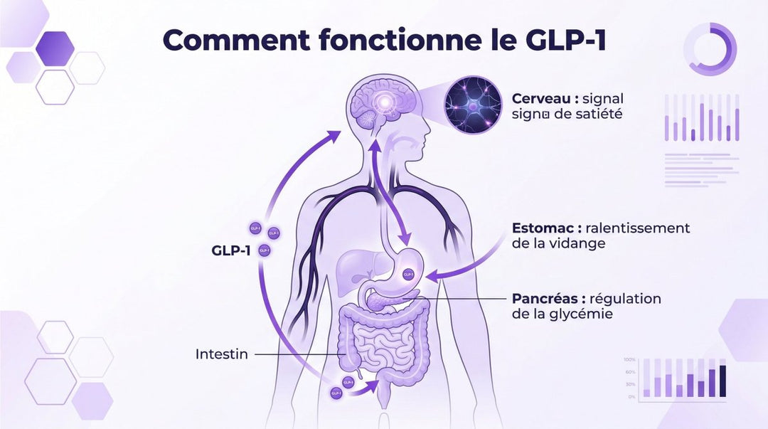 GLP-1: dieses Hormon verstehen, seine Behandlungen und ihre Wirkungen auf deinen Körper - Mincidelice